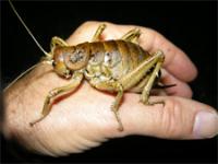 Female Giant Weta (<I>Deinacrida rugosa</I>)