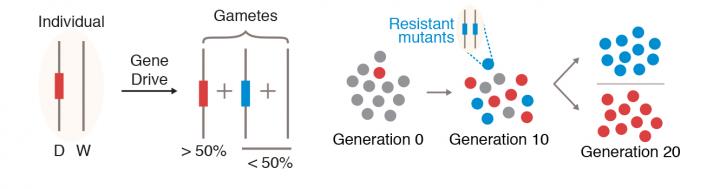 An Alternative, More Stable Gene Drive (2 of 4)