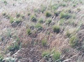 Nassella and oats
