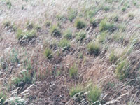 Nassella and oats