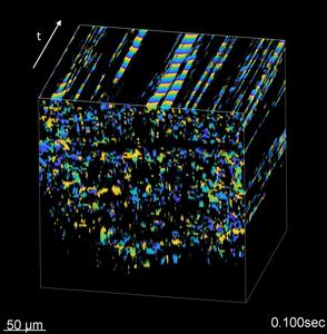 Imaging cilia coordination