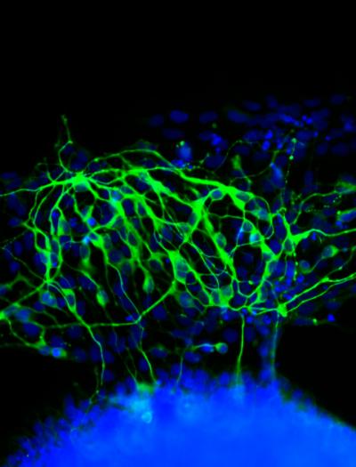 In Directing Stem Cells, Study Shows Context Matters