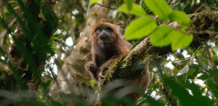 Brown howler monkeys rest more on hot, long days and when feeding on leaves
