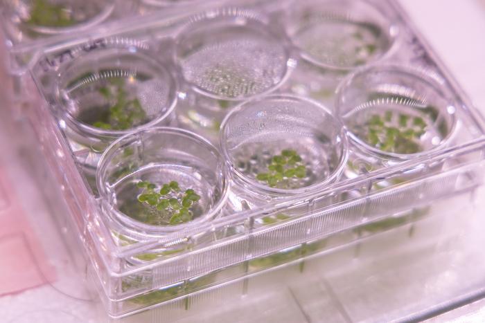 Cheaper, Sustainable Plant Biomanufacturing on Earth and in Space