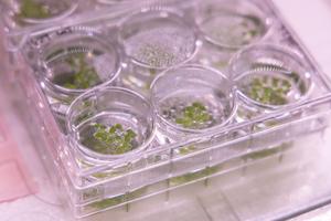 Cheaper, Sustainable Plant Biomanufacturing on Earth and in Space
