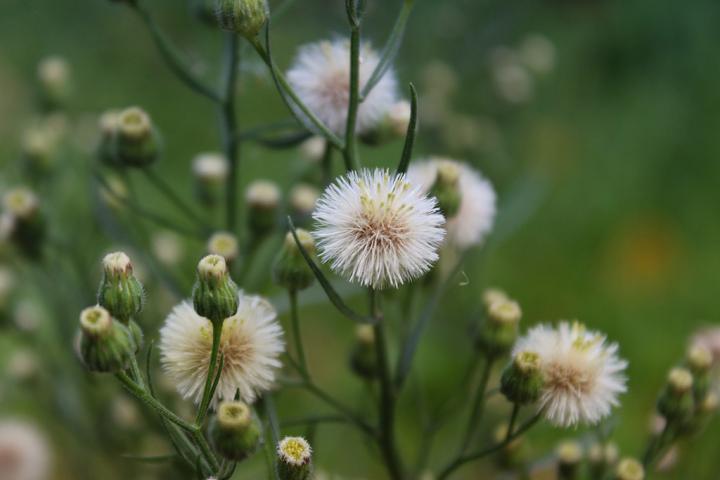 Horseweed (Conyza canadensis)