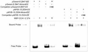 Validation of binding between CCA1 and EE elements in SWEET and MYB gene promoters