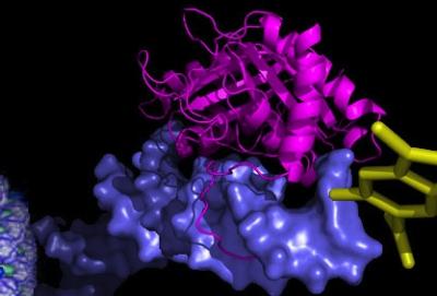EBNA1 Provides Promising Target for Anti-EBV Drug