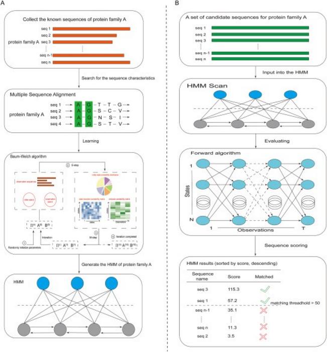 Applications of the learning and evaluation problems in protein family identification.