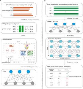 Applications of the learning and evaluation problems in protein family identification.