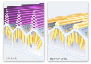 Scales illustration