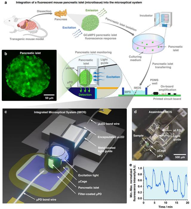An integrated microoptical system (IMOS) for continuous in situ fluorescence monitoring of a pancreatic islet from a transgenic mouse expressing the fluorescent biosensor protein GCaMP3.