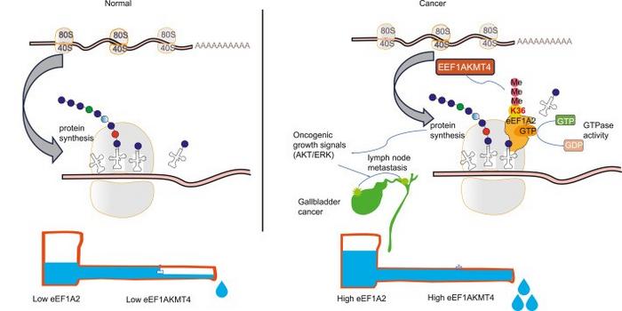 A schematic model shows the effects of EEF1AKMT4 and eEF1A2 on regulating ribosomal protein synthesis.