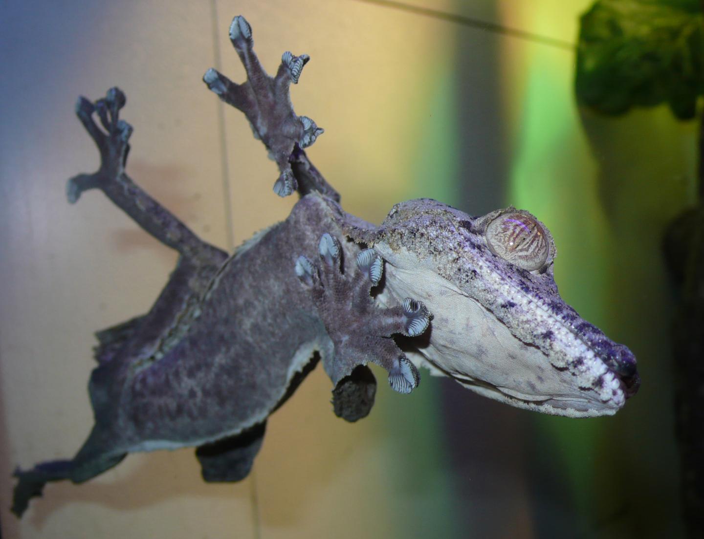 Gecko