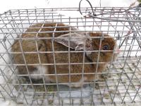 Brown Hare