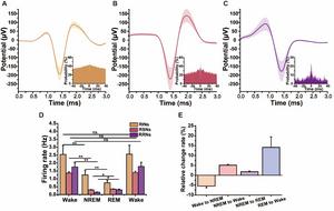 Fig. 4. MT MEA reveals distinct cell-level activity and DA concentrations in the NAc across wake, NREM, and REM sleep.
