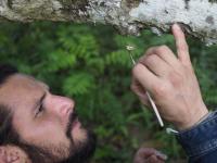 man pollinating coca flower by hand