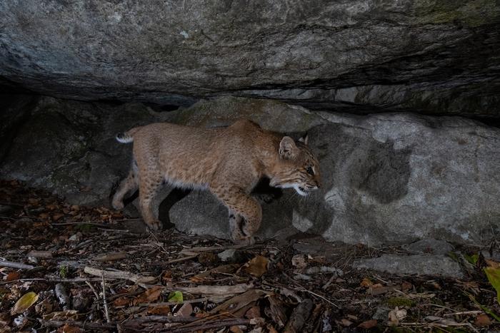 A bobcat in northern Minnesota.
