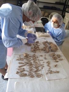 Scientists inspecting excavated specimens in Muğla, Turkey