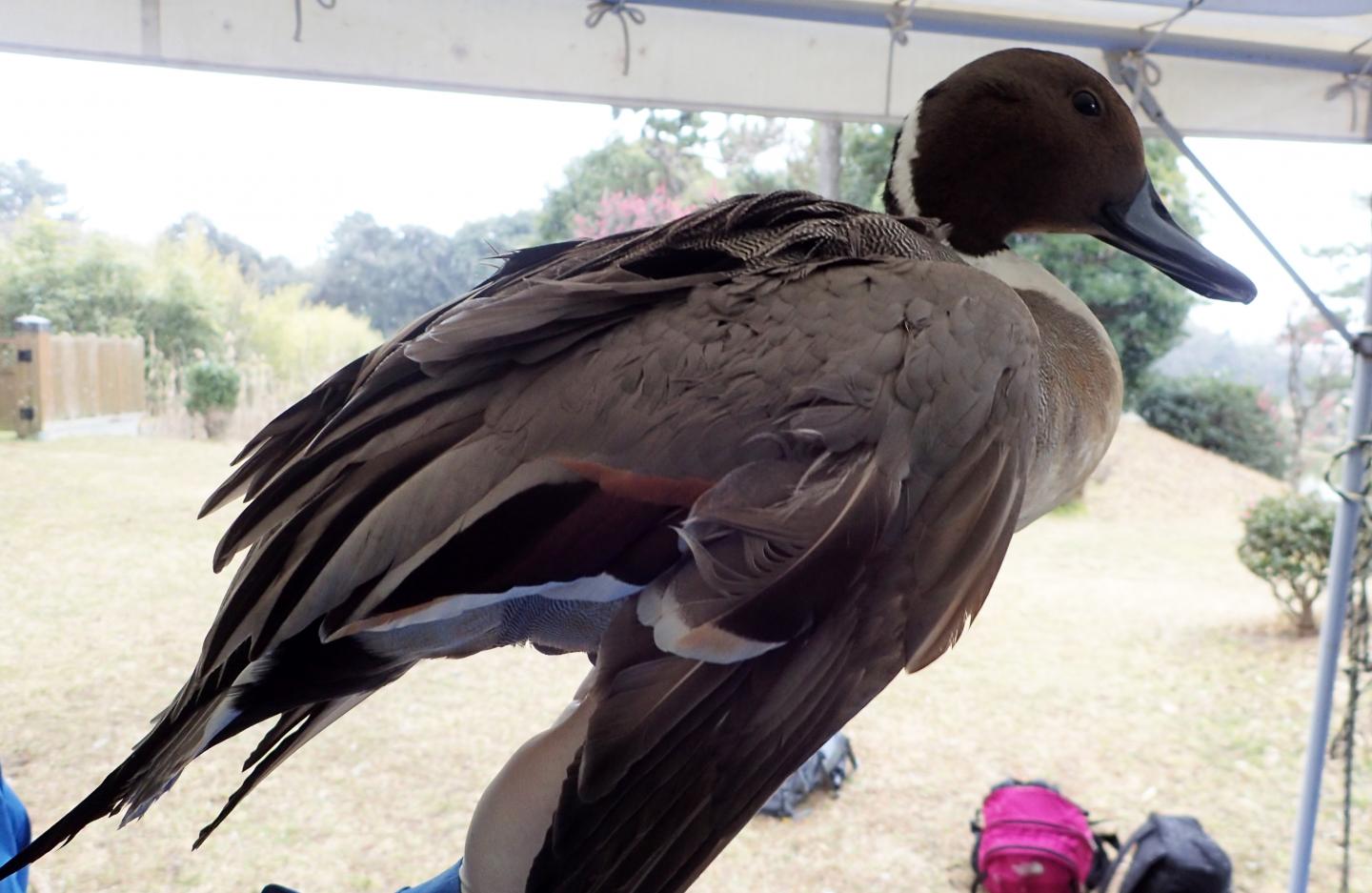 A Northern Pintail