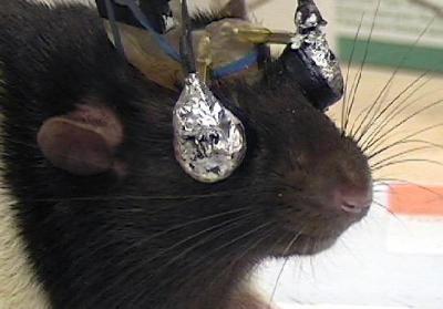Rat Goggles