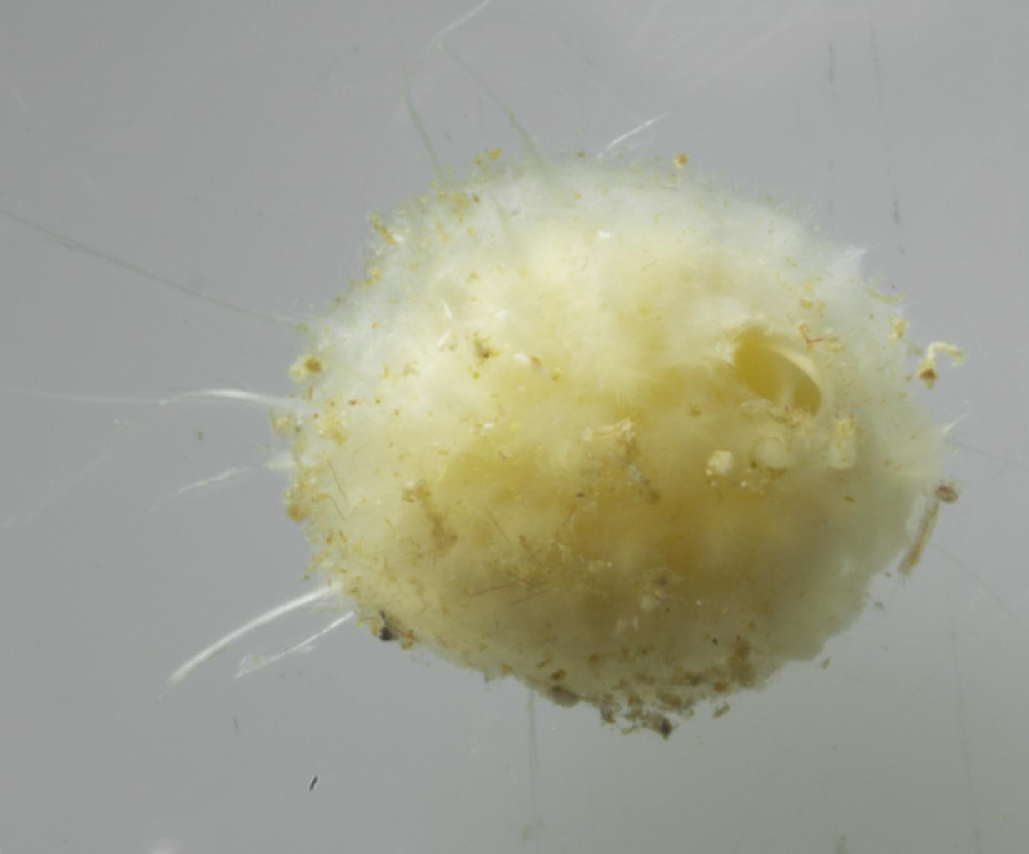 <i>Tethya wilhelma</i>