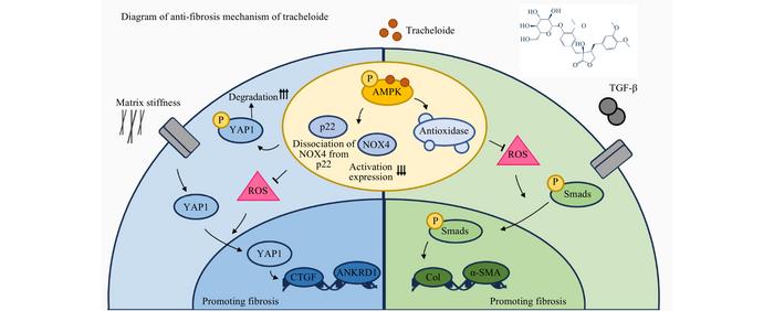 Diagram of anti-fibrosis mechanism of TCL