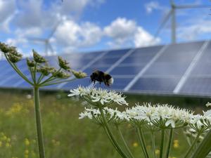 Bumblebee on UK solar farm