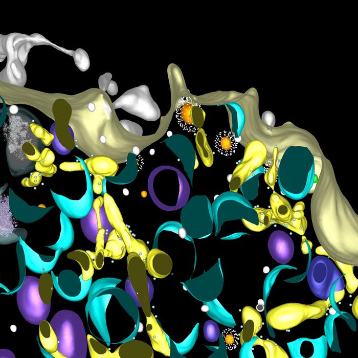 Tip-vesicles in the growing lily pollen tube