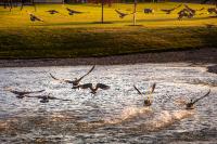 Canada Geese