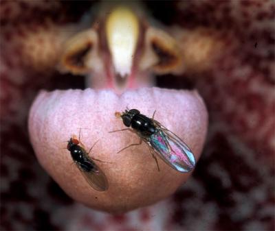 Fruit Flies