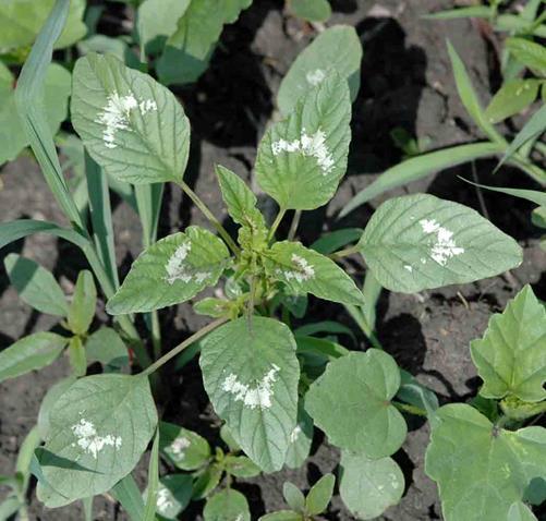 Young Palmer Amaranth Plant