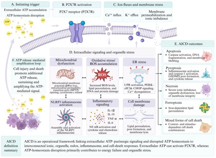 Figure 2. Mechanisms of AICD.