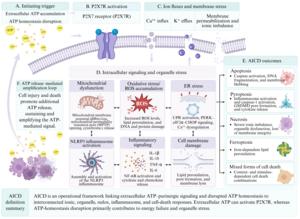 Figure 2. Mechanisms of AICD.