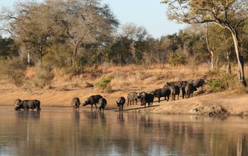 African Buffalo 
