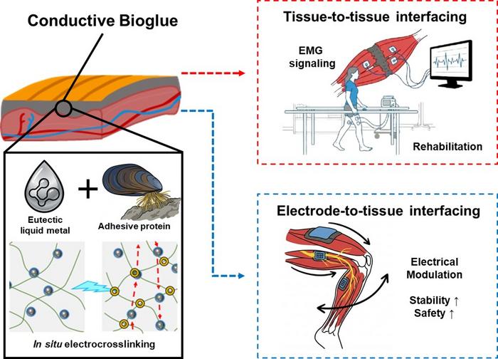 In situ electro-crosslinkable conductive bioglue for bioelectric signal mediation