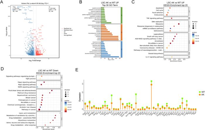 Differential gene expression and functional enrichment analysis in LSCs from AK versus WT corneas. (A) Volcano plot showing DEGs between LSCs from AK and WT groups.