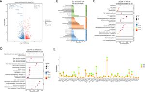 Differential gene expression and functional enrichment analysis in LSCs from AK versus WT corneas. (A) Volcano plot showing DEGs between LSCs from AK and WT groups.