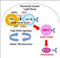 Accepted or rejected? Uncovering how fate of B cell is determined ...