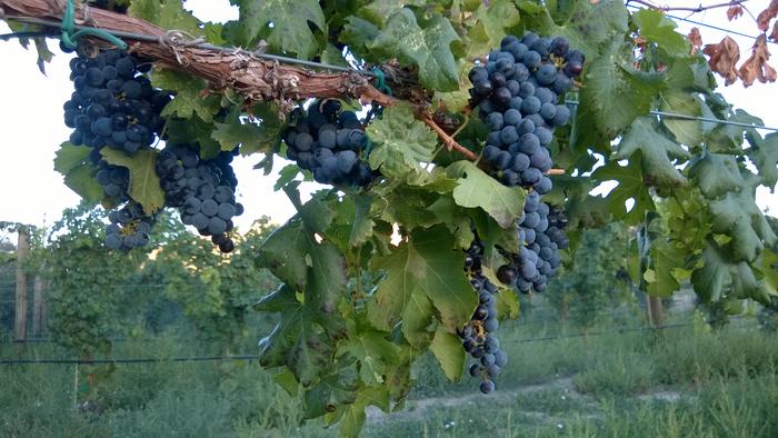 Wine grapes