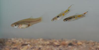 Guppies