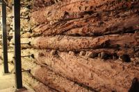 Ancient Juniper Trees Make up the Walls of a Tomb