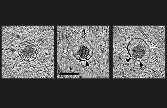 Rotovirus Entry