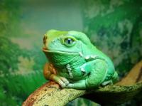 Waxy Monkey Frog