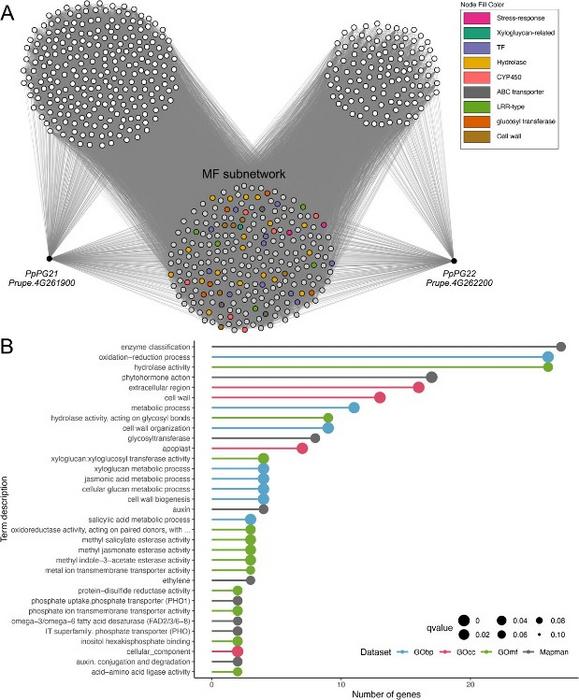 MF network analysis.