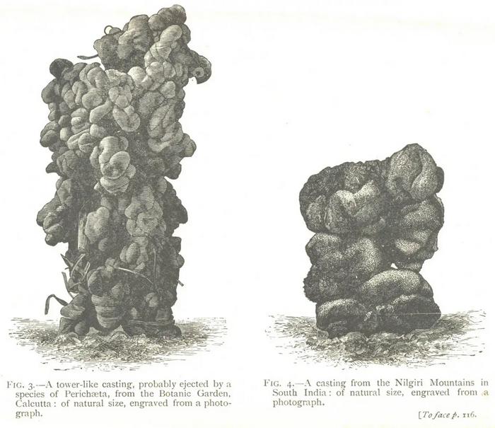Drawings of earthworm poo from Darwin’s 1881 publication