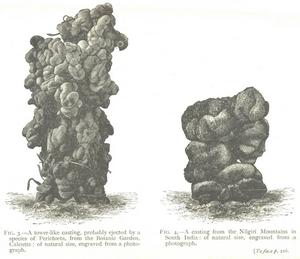Drawings of earthworm poo from Darwin’s 1881 publication