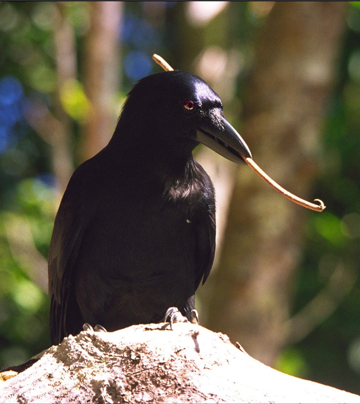 New Caledonian crow