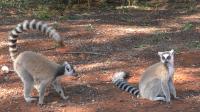 Lemur Waving His Tail