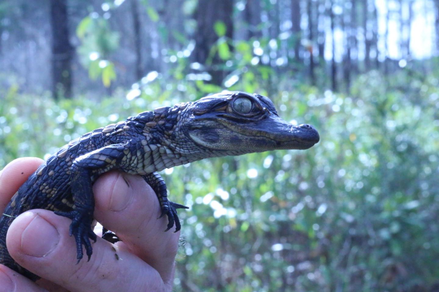35-year Alligator Study